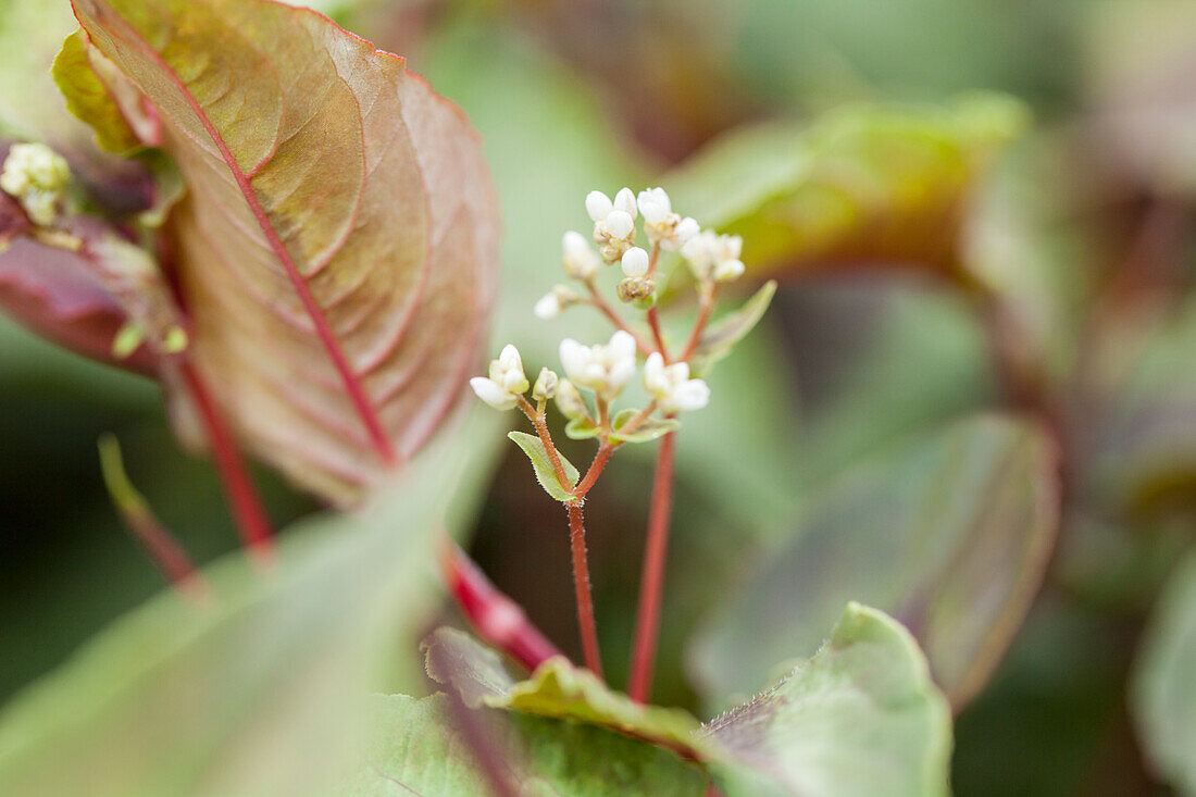 Aconogonon microcephala 'Silverdragon'