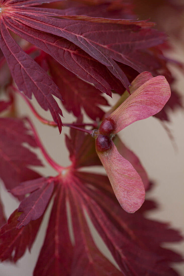 Acer japonicum 'Aconitifolium'