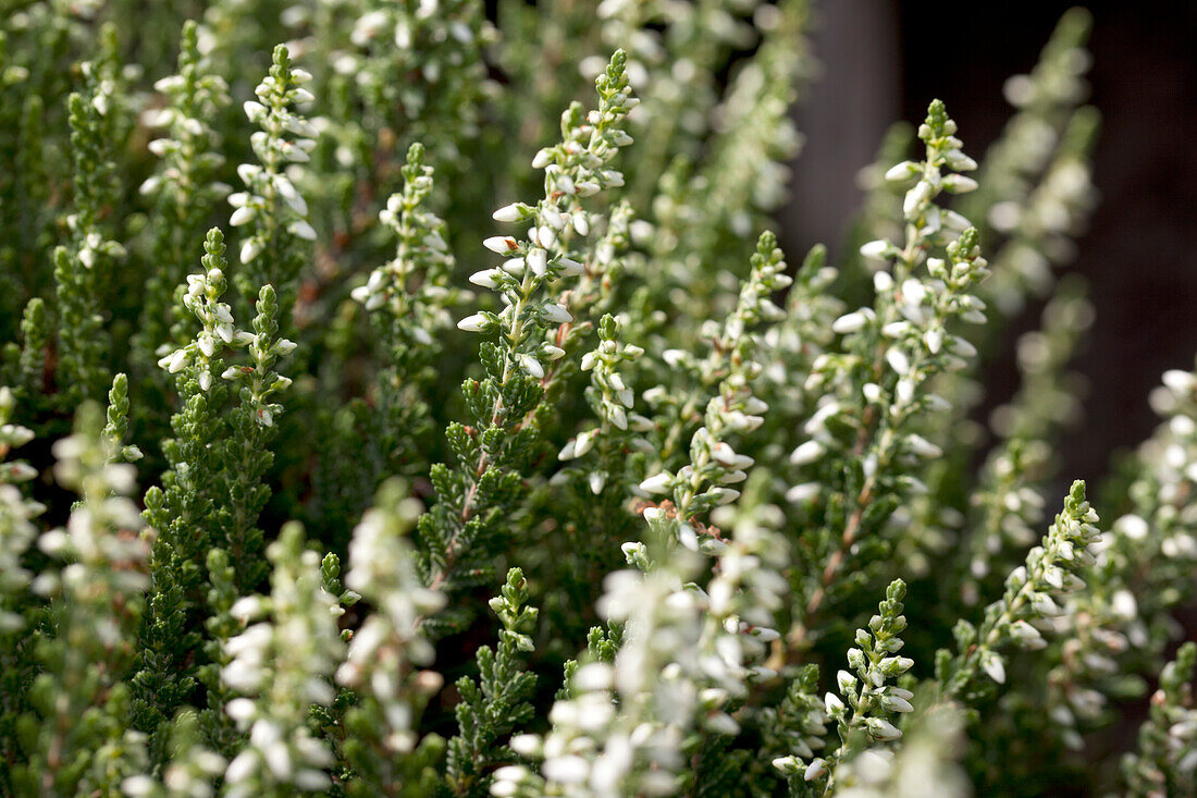 Calluna vulgaris Gardengirls® 'Alicia'(s)