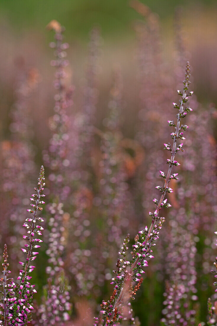 Calluna vulgaris Gardengirls® 'Amethyst'