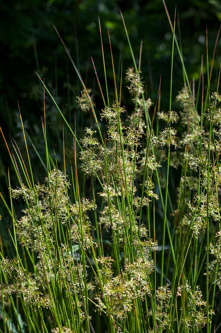 Juncus effusus