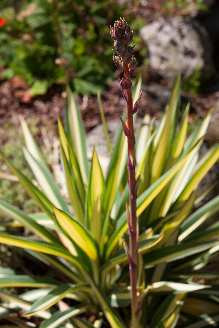 Yucca filamentosa 'Colour Guard'