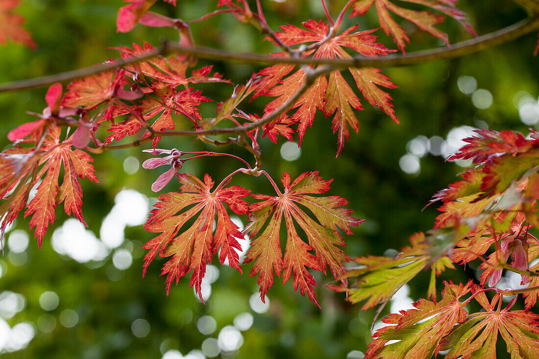 Acer japonicum 'Aconitifolium