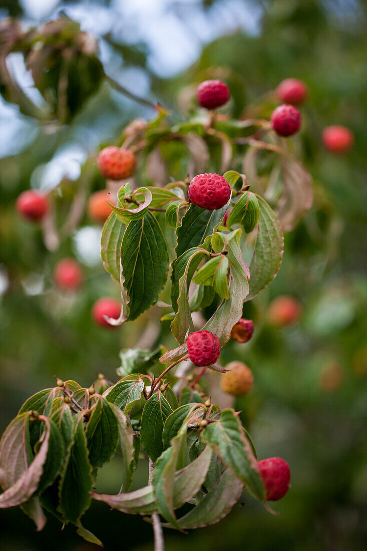 Cornus kousa