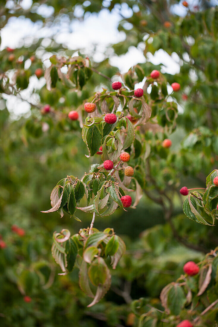 Cornus kousa