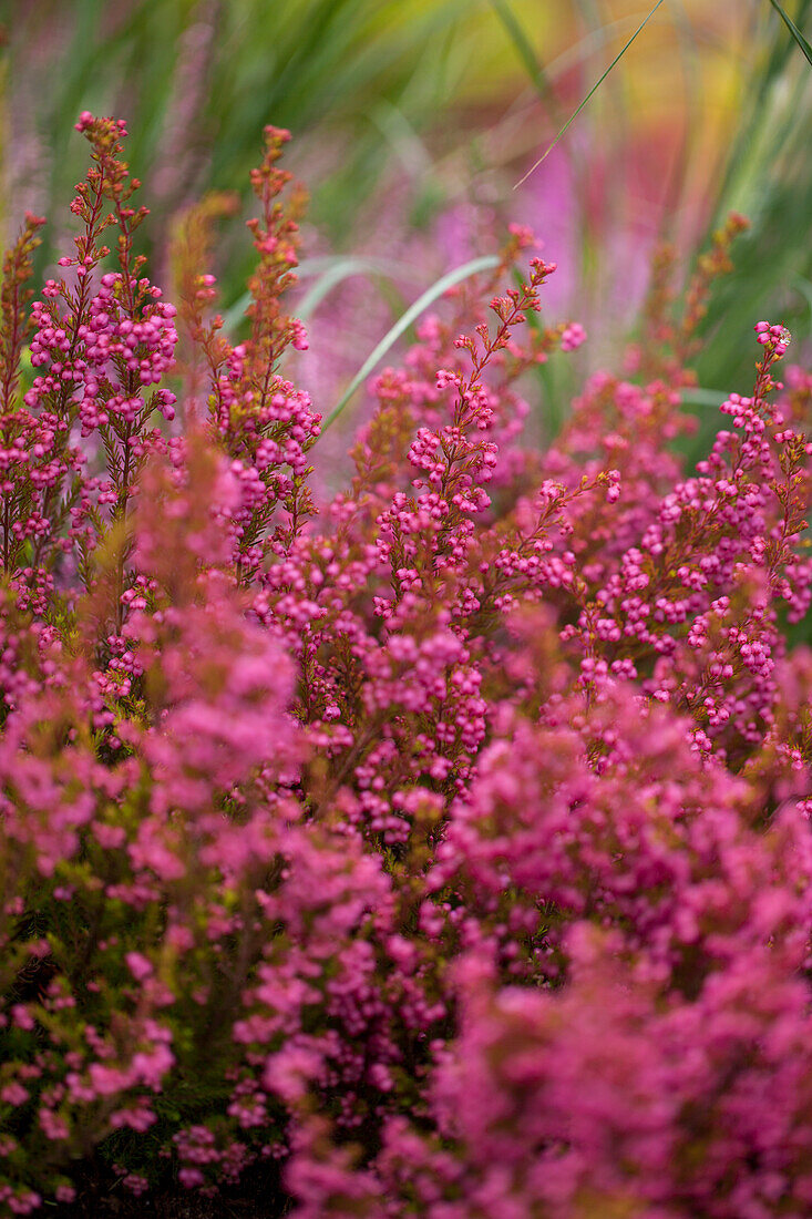 Heather Arrangement