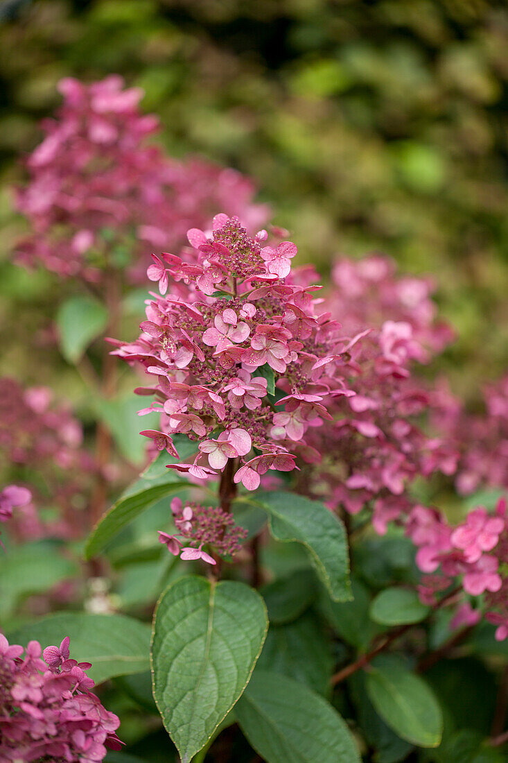 Hydrangea paniculata 'Wim´s Red'(s)