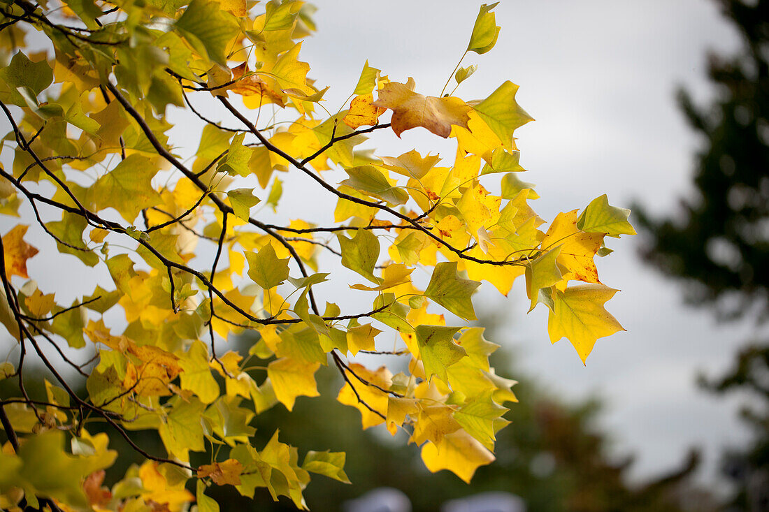 Liriodendron tulipifera