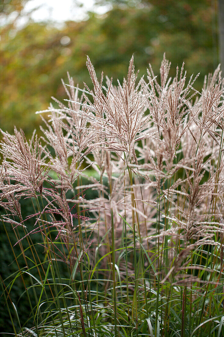 Miscanthus sinensis 'China