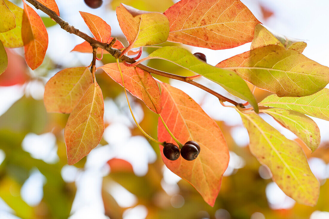 Nyssa sylvatica