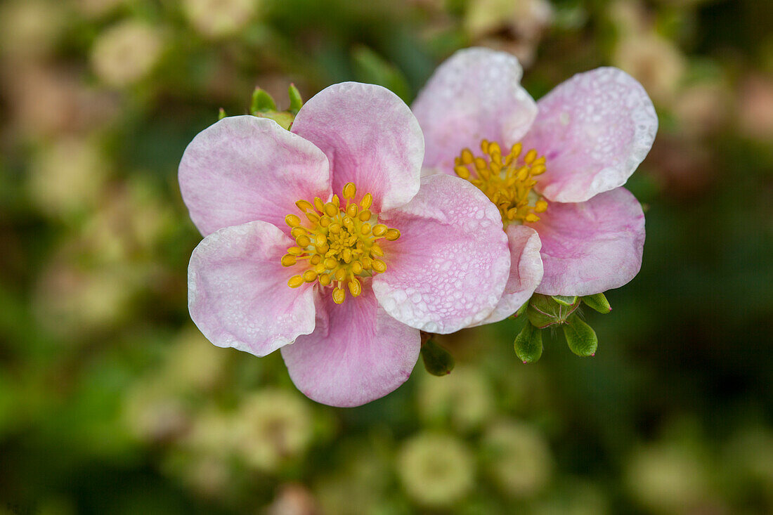 Potentilla fruticosa 'Princess'®