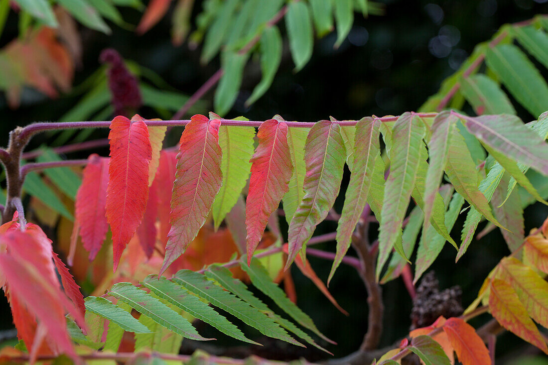 Rhus typhina