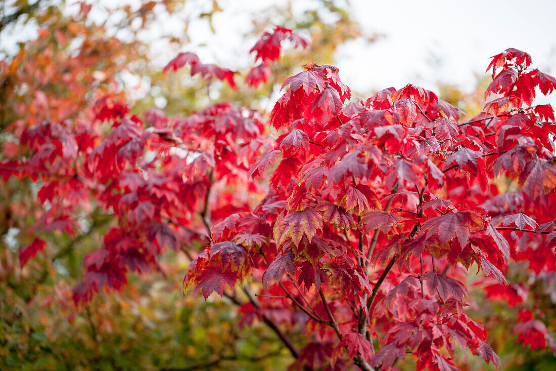 Acer japonicum Vitifolium