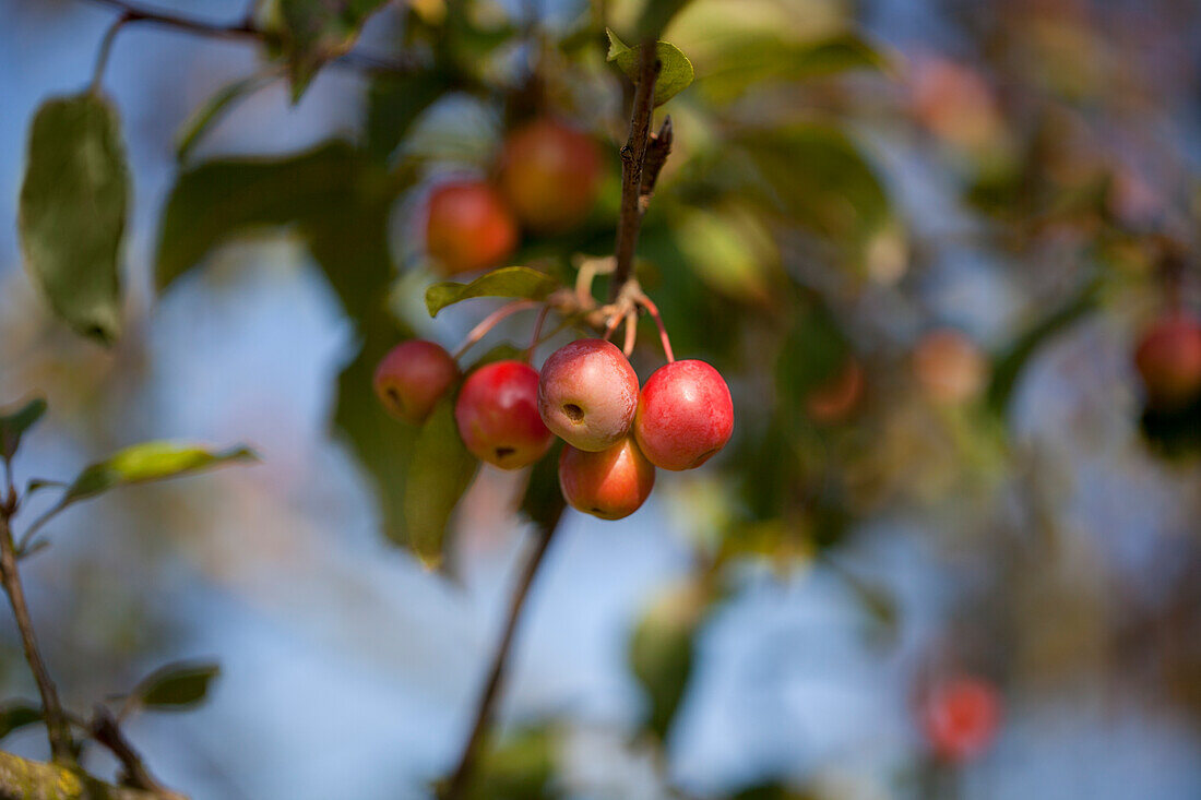 Malus x moerlandsii 'Red Sentinel'