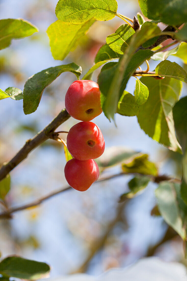 Malus x moerlandsii 'Red Sentinel'