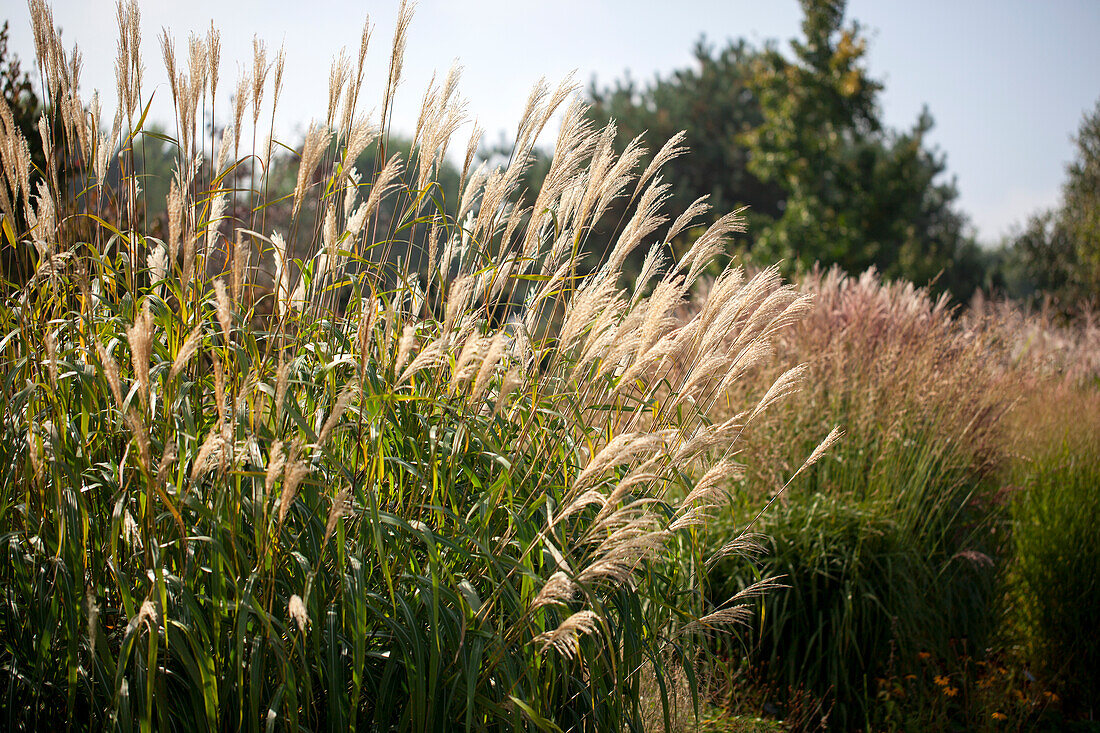 Miscanthus sinensis 'Silberturm' (Silver Tower)