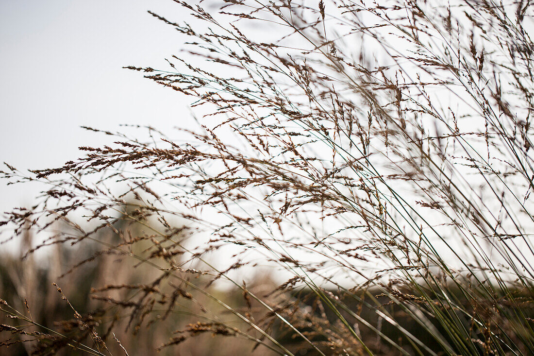 Molinia arundinacea 'Windspiel'