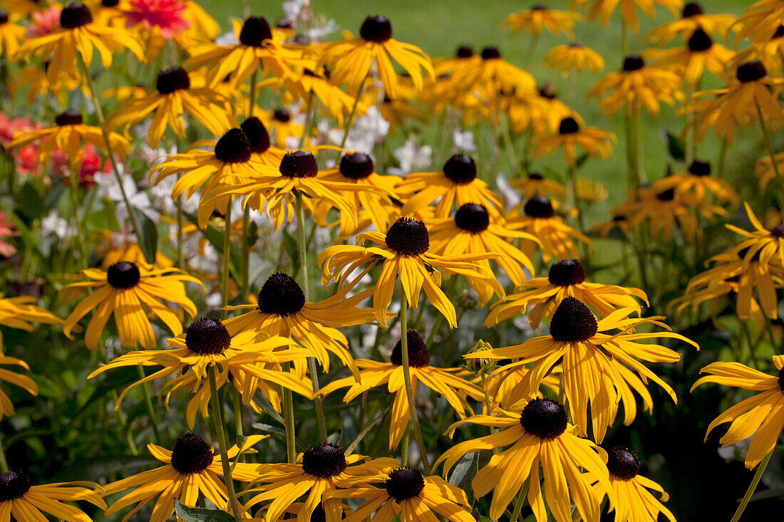 Rudbeckia fulgida var. sullivantii 'Goldsturm' 'Goldsturm