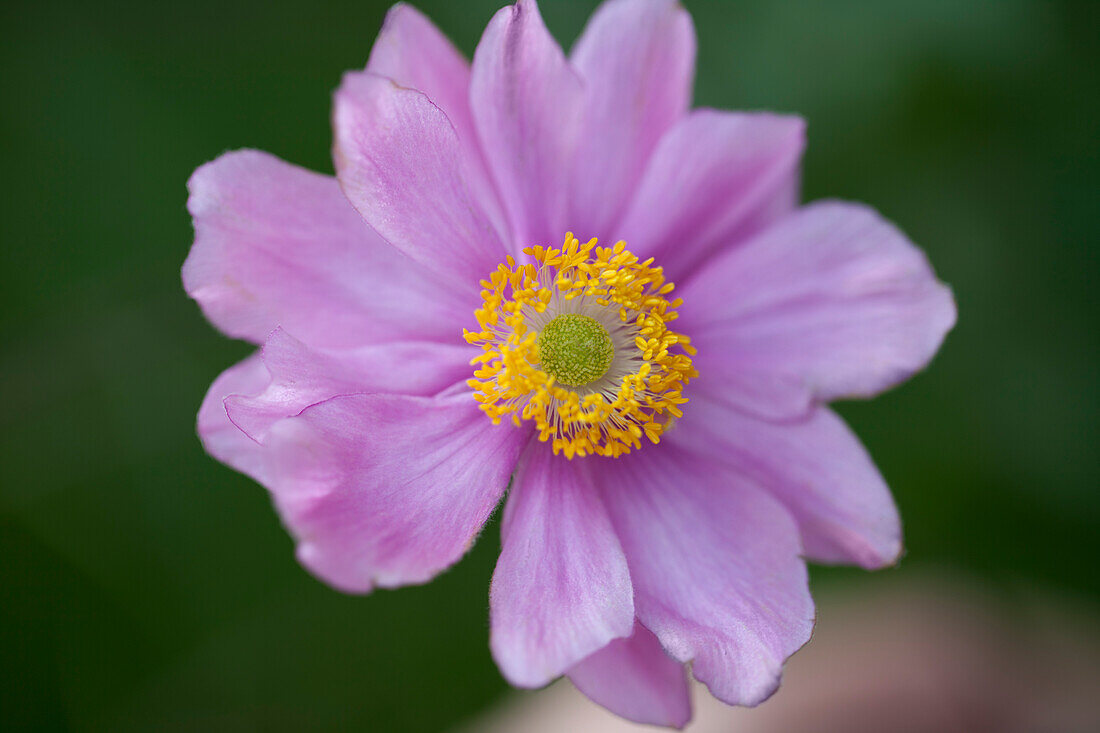 Anemone japonica, pink