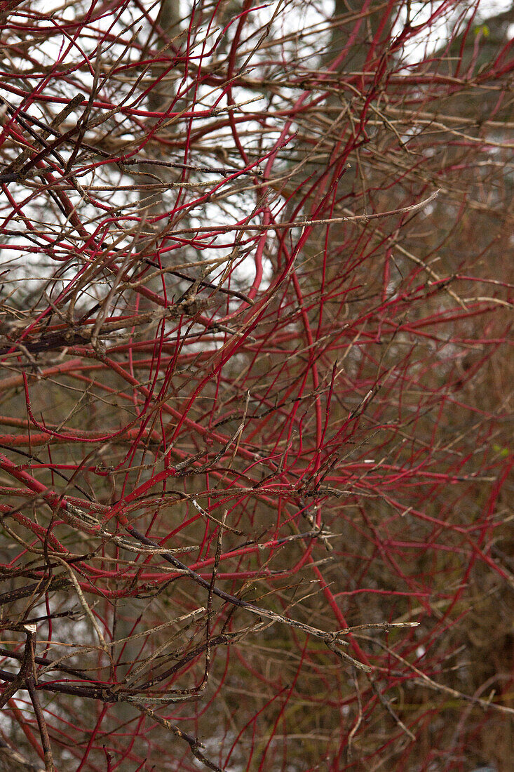 Cornus alba 'Sibirica'