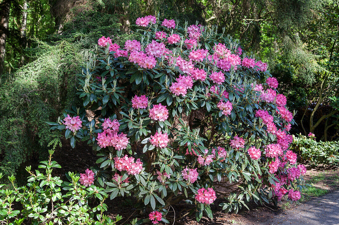 Rhododendron hybrid (large-flowered)