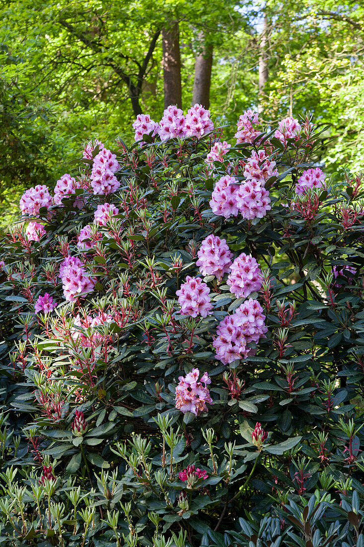 Rhododendron Diadem