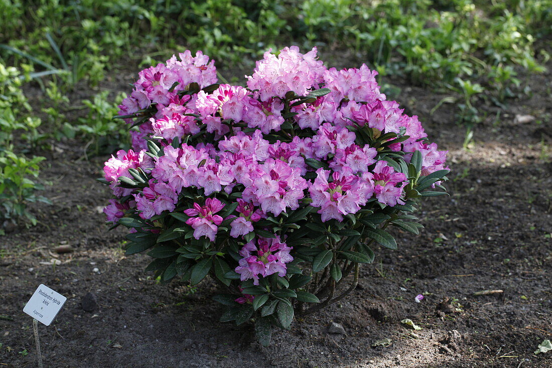 Rhododendron 'Arktis'
