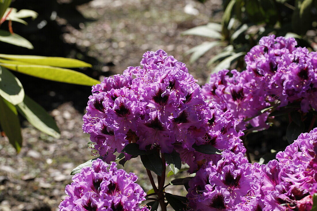 Rhododendron hybrid 'Blue Boys