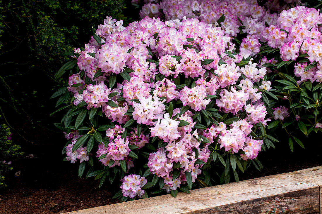 Rhododendron 'Brigitte