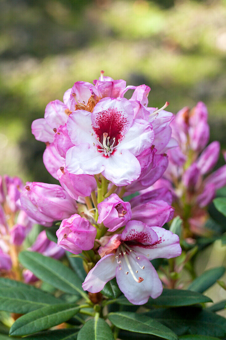 Rhododendron 'Cassata