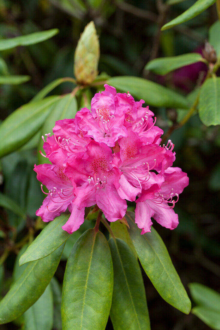 Rhododendron 'Charles Bagley