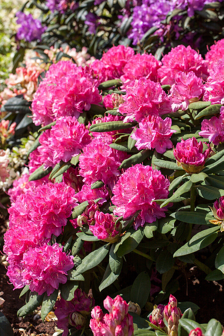 Rhododendron hybrid 'Catharine van Tol