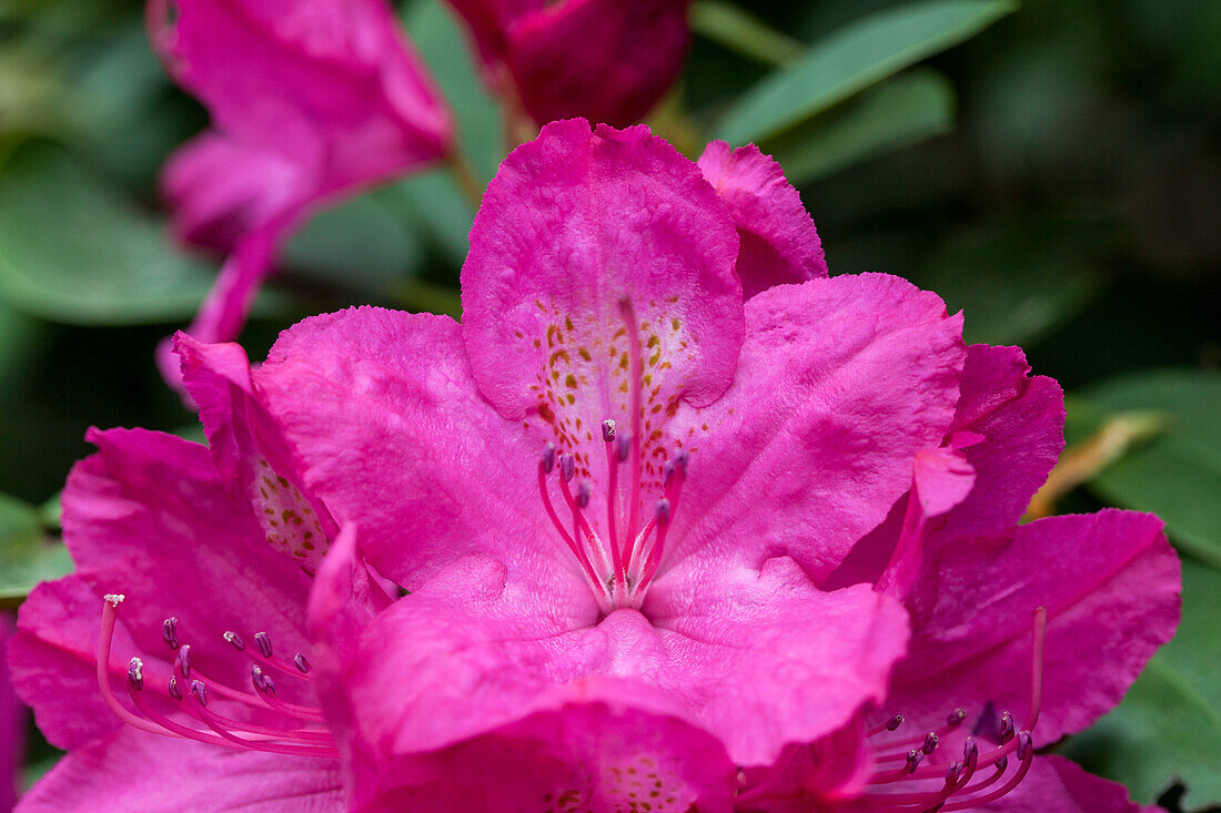 Rhododendron 'Crown Prince'