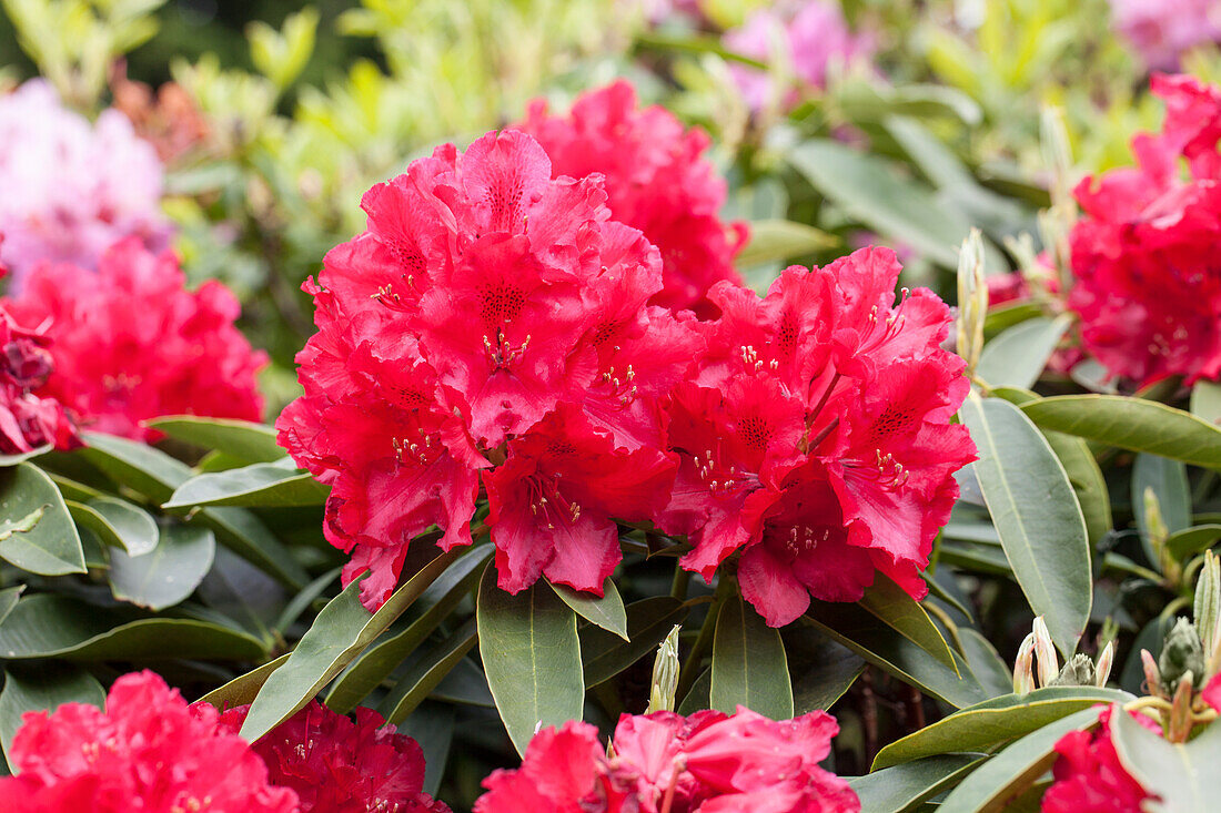 Rhododendron 'El Alamein