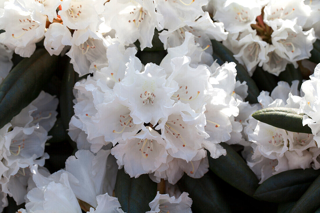 Rhododendron yakushimanum 'Falling Snow'