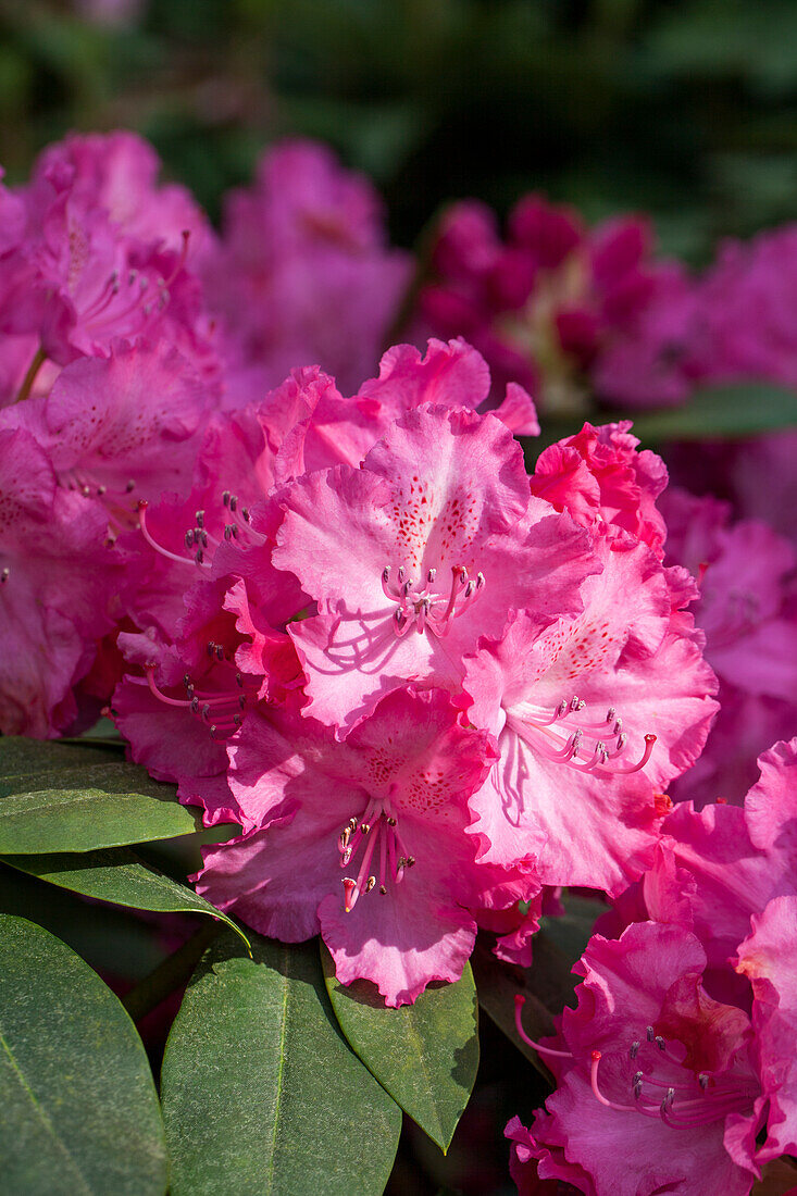 Rhododendron Hybrid 'Germania'®