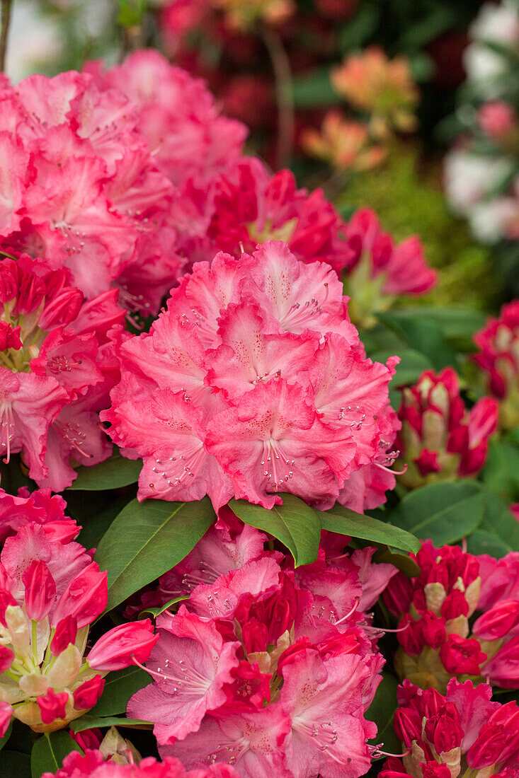 Rhododendron Hybrid 'Germania'®