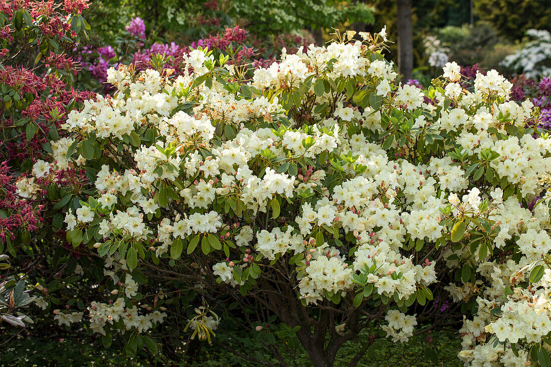 Rhododendron 'Golden Star'