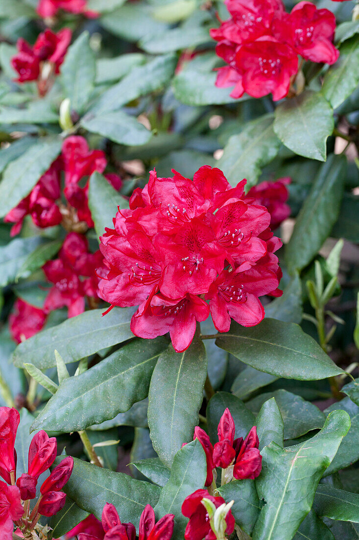 Rhododendron Hybrid 'Hachmann's Firelight' (s)