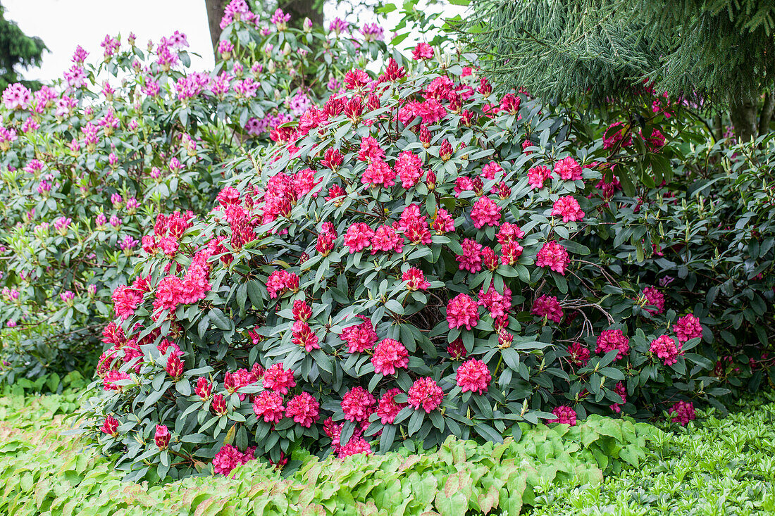 Rhododendron 'James Marshall Brooks'