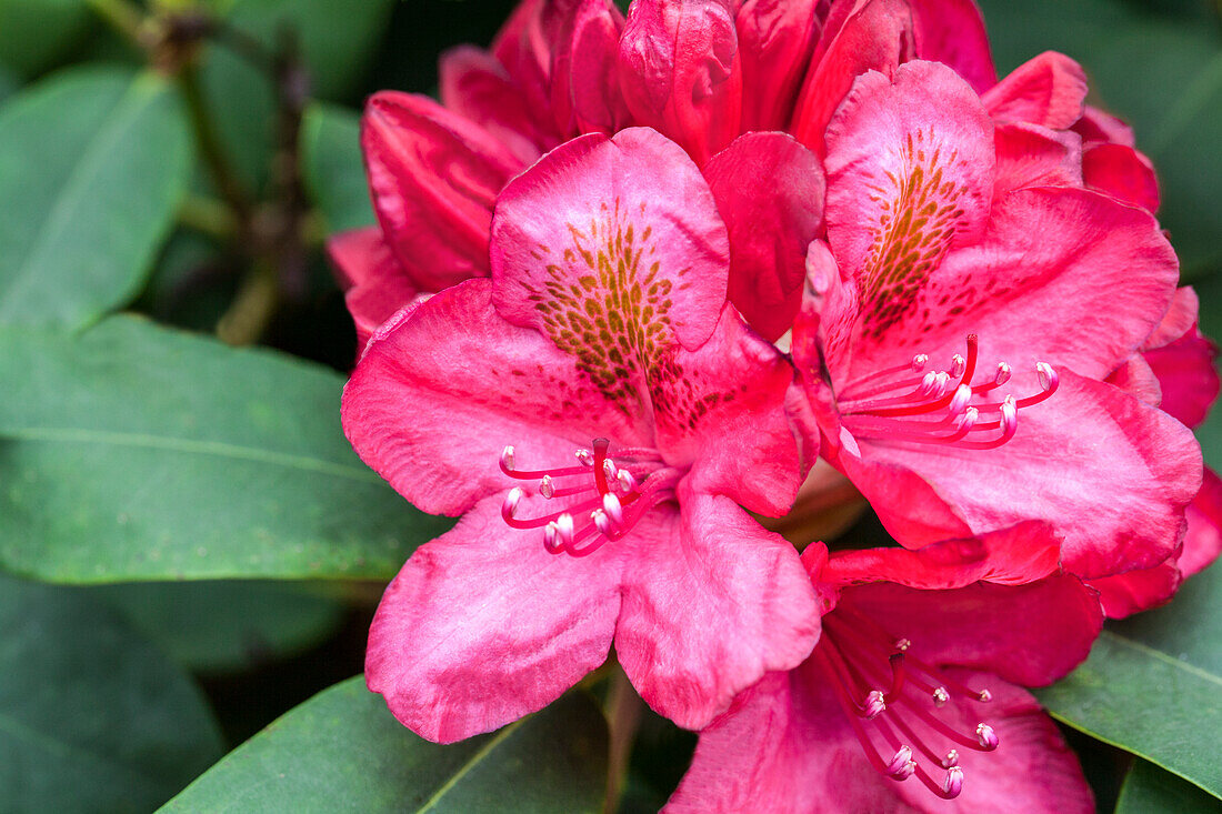 Rhododendron 'James Marshall Brooks