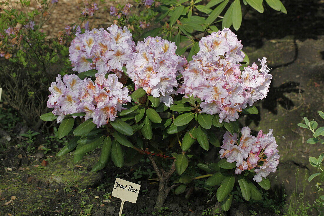 Rhododendron hybrid 'Janet Blair
