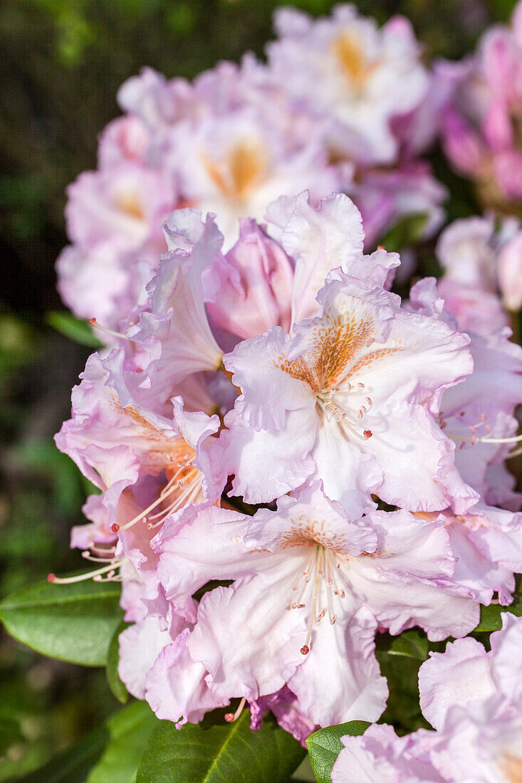 Rhododendron Hybride 'Janet Blair'