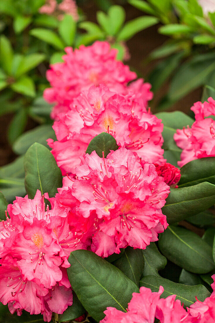 Rhododendron Lambada