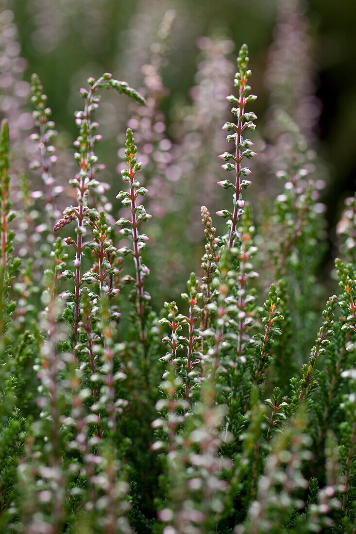 Calluna vulgaris Gardengirls® 'Aphrodite'