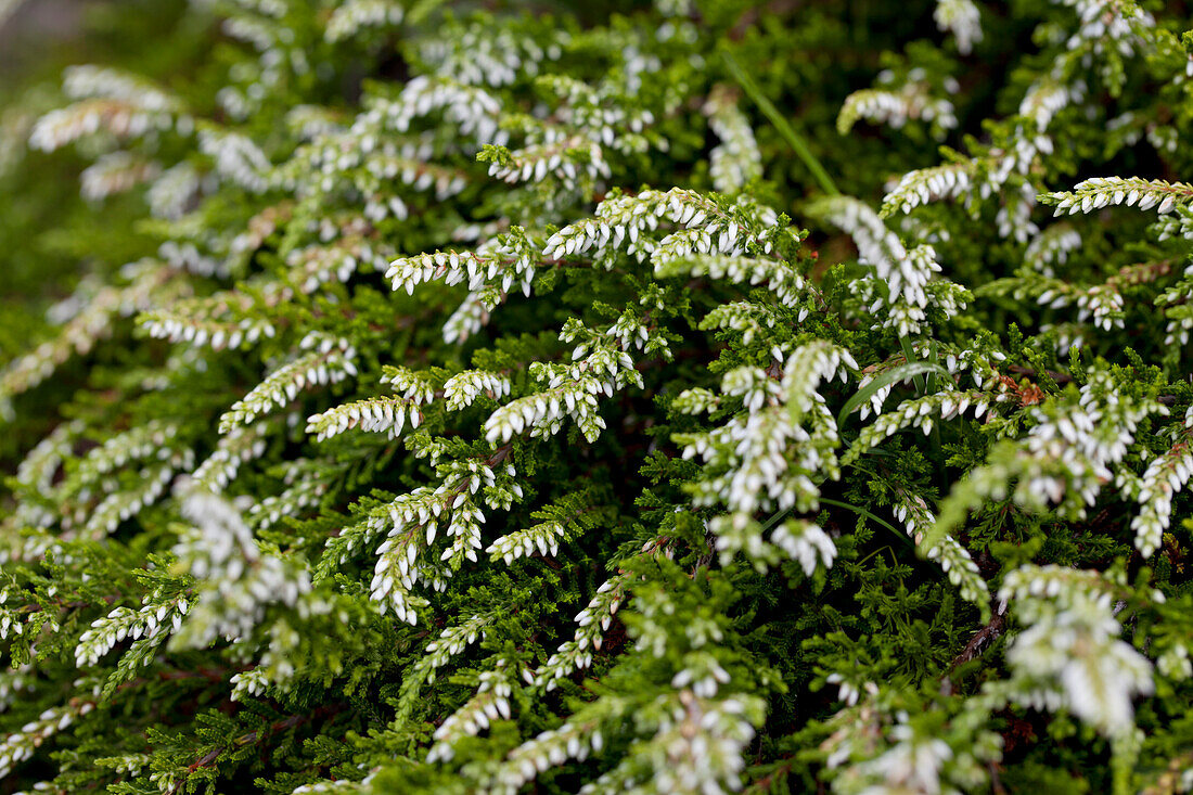 Calluna vulgaris Gardengirls® 'Claire'