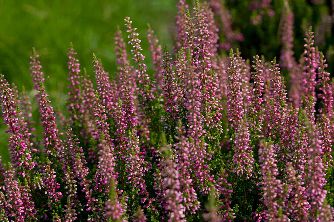 Calluna vulgaris Gardengirls® 'Disco Queen