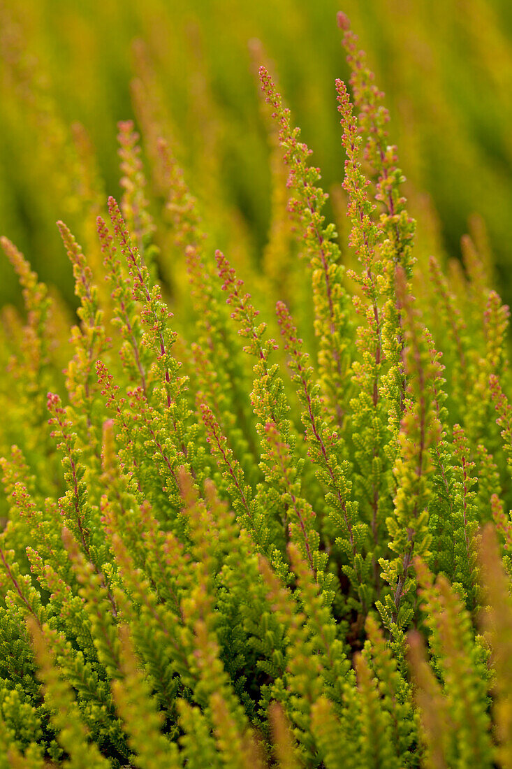 Calluna vulgaris Gardengirls® 'Zora'