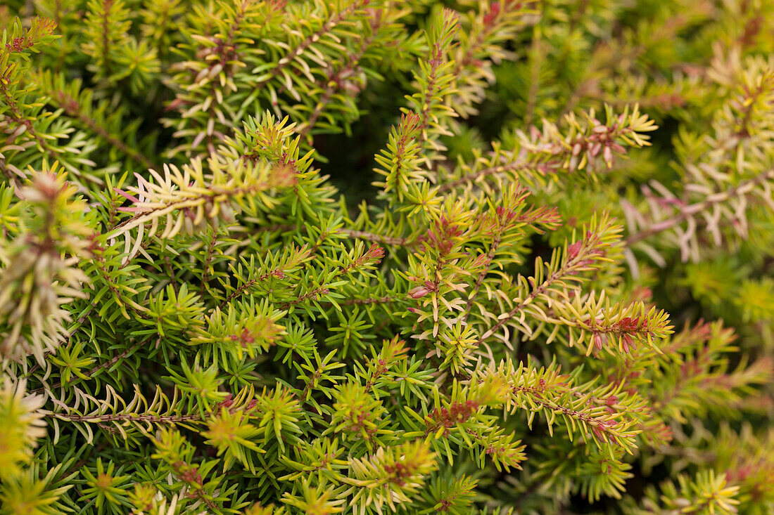 Erica carnea 'Whisky'