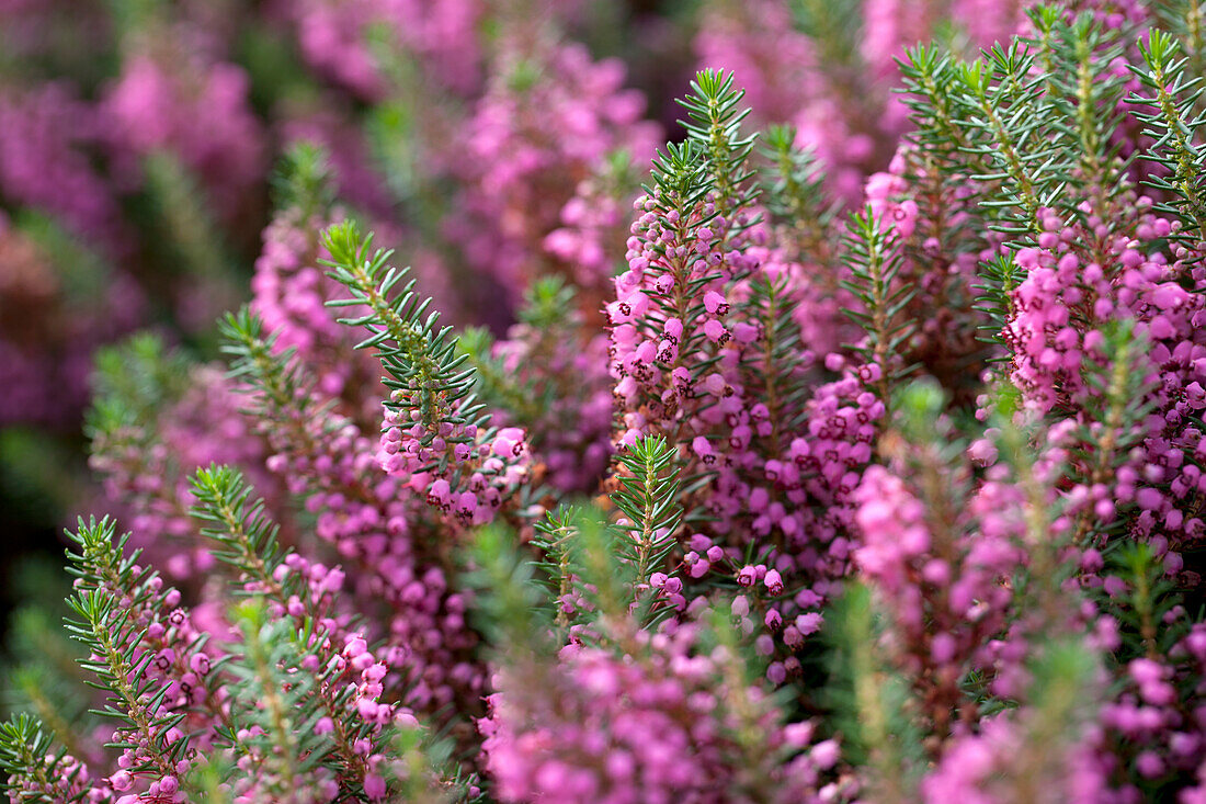 Erica vagans 'Mrs. D. F. Maxwell